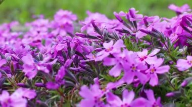 Bahçedeki küçük bahar mor çiçeklerine yakın