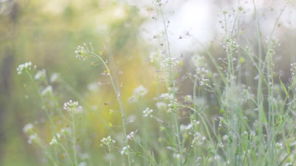 Wiosenne mniszki i trawa ziołowa kołyszące się na wietrze. — Wideo stockowe