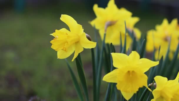 Tavasszal virágzó sárga nárciszvirágok közelsége — Stock videók