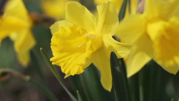 Yellow daffodil flowers blooming in the spring — Stock Video