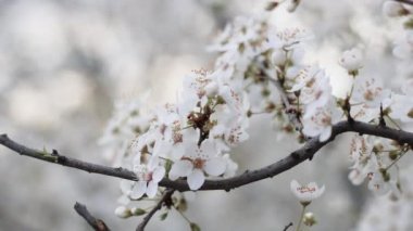 Güzel sakura ağacının yakınında baharda kiraz çiçeği açar..