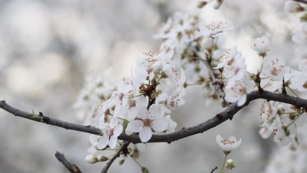 Primo piano di bel fiore di sakura fiore ciliegio in primavera. — Video Stock