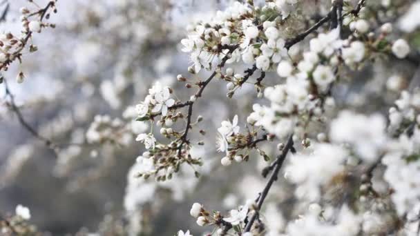 Primo piano di bel fiore di sakura fiore ciliegio in primavera. — Video Stock