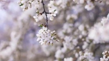 Baharda kiraz çiçeği açan güzel pastel sakura ağacını kapat. Bulanık arkaplan.