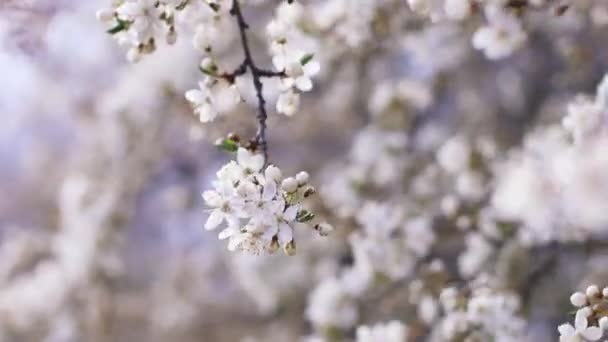 Close up of beautiful pastel sakura tree flower cherry blossom in spring. Abstract blurred background. — Stock Video