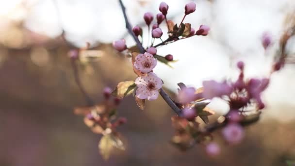 Třešňové květy v malých shlucích na třešňové větvi, — Stock video