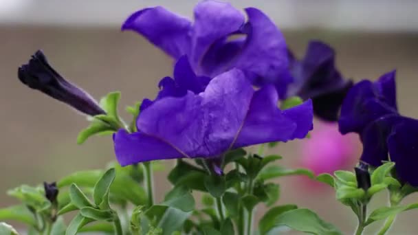 Linda flor petúnia no jardim. — Vídeo de Stock