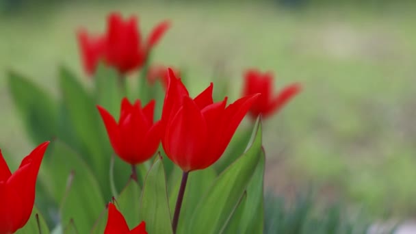 신선 한 빨간 튤립 꽃 이 정원에 있어. 안 돼 !. 부드러운 선택적 초점 — 비디오