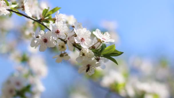 Beautiful cherry blossom flowers over blurred background. Spring season — Stock Video