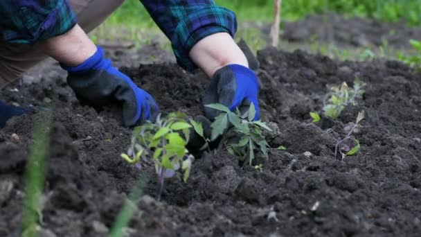 Agricultor plantando plántulas de tomates en huerto orgánico. Estilo de vida saludable. — Vídeos de Stock