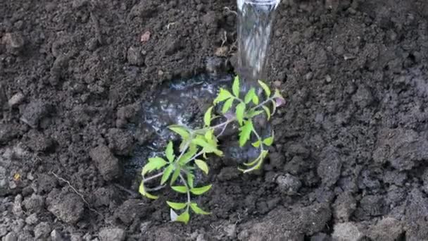 Rolnik sadzenie pomidorów sadzenie w ogrodzie ekologicznym. Podlewanie roślin po posadzeniu — Wideo stockowe