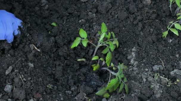 Las manos femeninas en guantes de goma azul plantan plántulas de tomate jóvenes en el suelo fértil en invernadero. Concepto ecológico. — Vídeos de Stock