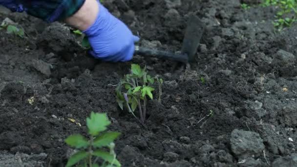 Výsadba sazenic na jaře v organické zahradě. Ekologické zemědělství — Stock video