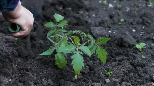 Plántulas de tomate jóvenes que crecen en el suelo en invernadero — Vídeo de stock