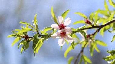 Bulanık arka planda güzel kiraz çiçekleri. Kiraz ağacının dalında kiraz çiçekleri
