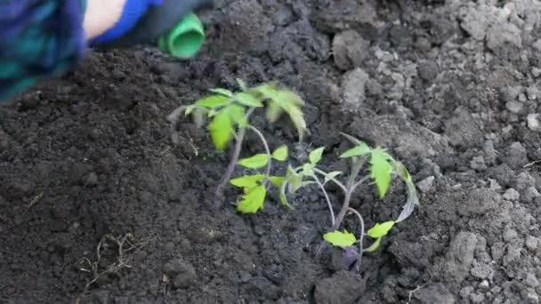 Kvinna i handskar planterar tomatplantor i växthuset. Odla grönsaker och kärnor i bördig jord för en hälsosam kost — Stockvideo