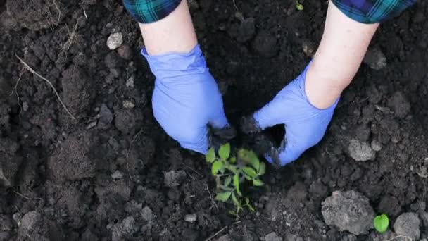 Agricultor plantando plántulas de tomates en huerto orgánico. Agricultura ecológica. Cultivo de hortalizas y granos en suelo fértil para una dieta saludable — Vídeos de Stock