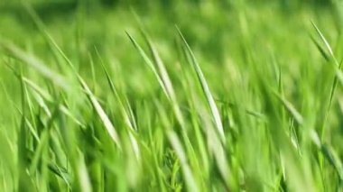 Rüzgarda sallanan yeşil çimenlerin yakınına. Rüzgarda esen uzun yemyeşil çimenler.
