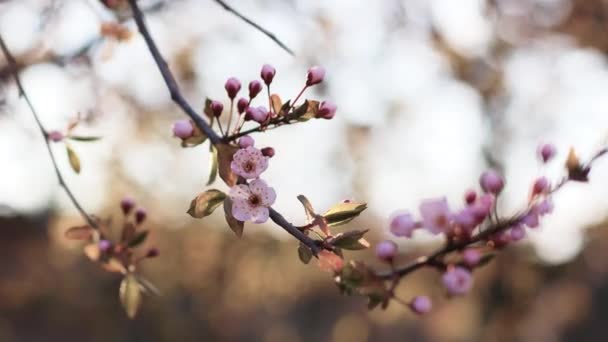 Kiraz ağacının dalında kiraz çiçekleri. Bitkiler rüzgarda sallanıyor. İlkbahar. Kiraz çiçekleri — Stok video