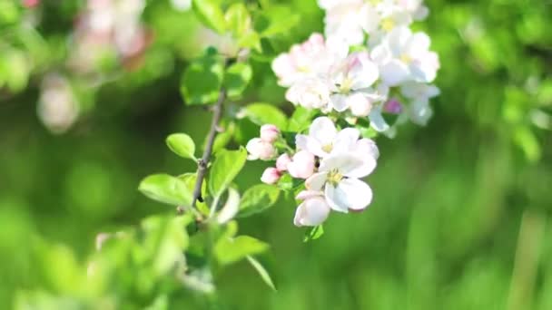 Lente appelbloemen op appeltakken bloeien in de tuin. Planten zwaaien in de wind. — Stockvideo