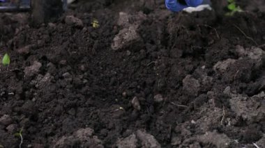Sağlıklı beslenmek için verimli topraklarda sebze ve tahıl yetiştiriyorlar. Eldivenli kadın seraya domates tohumu ekiyor..