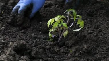Mavi lastik eldivenli kadın eller baharda toprağa taze domates fideleri eker. Sağlıklı beslenmek için verimli topraklarda sebze ve tahıl yetiştiriyorlar.