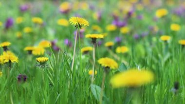 Bahar tarlasında taze sarı karahindiba çiçekleri. Bulanık arkaplan. Yumuşak seçici odak