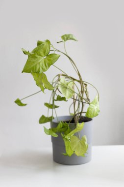 Gri arka planda beyaz masada gri renkli beton kapta güzel bir sengonyum bitkisi. Gri arka planda bir bitkinin yaprakları.