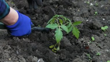 Sağlıklı beslenmek için verimli topraklarda sebze ve tahıl yetiştiriyorlar.