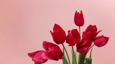 Anneler Günün kutlu olsun. Pembe noktalı lale çiçekleri pembe bir arka planda çiçek açıyor, yakın plan, 4k.