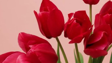 Pembe, sivri lale çiçekleri pembe bir zaman aralığında çiçek açıyor. Güzel kırmızı laleler baharda çiçek açar. Anneler Günün kutlu olsun. 4K