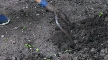 Bahar toprağını yeni ekim mevsimi için çatalla kapayın. Bahçe işleri. 4k.