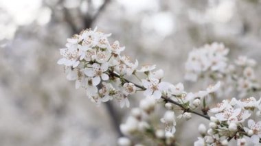 Bulanık arka planda güzel kiraz çiçekleri. Bahar mevsimi