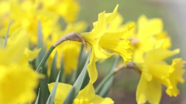 Sarı nergis çiçeklerinin kapağı Bokeh 'te baharda açan bulanık yeşil
