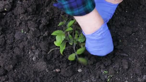 Las manos femeninas en guantes de goma azul plantan plántulas de tomate jóvenes en el suelo fértil. Cultivo de hortalizas y granos en suelo fértil para una dieta saludable — Vídeo de stock