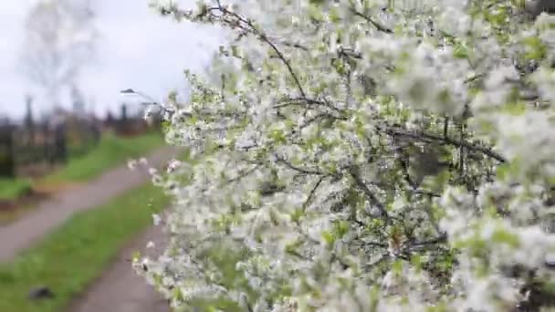 Flores de primavera en los árboles de ramas florecen en el jardín. — Vídeo de stock