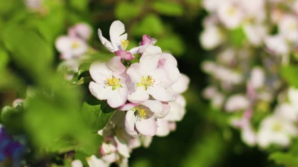 Beautiful apple tree blossom in spring. Blurred focus, air flowers background. — Stock Video