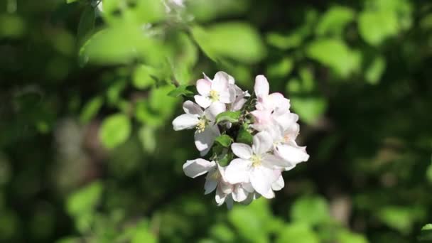 Gyönyörű, friss, fehér gyümölcsfák virága virágzik a tavaszi kertben — Stock videók