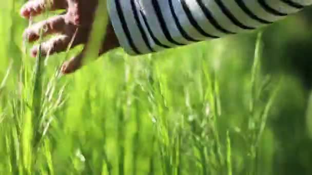 Close up of the hand touching the wheat in the field — Stock Video