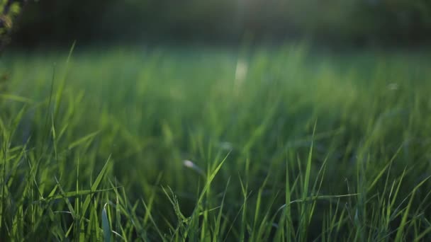 Женщины бегают рукой по высокой зеленой траве, а солнце светит на заднем плане в летний день — стоковое видео
