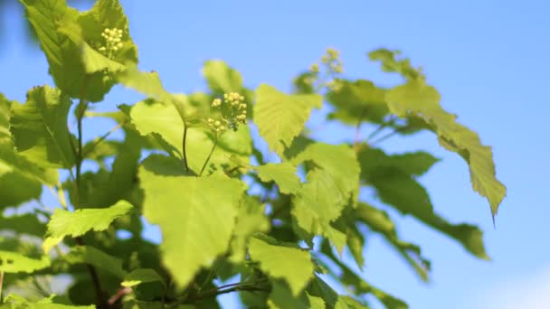 Close up of tree branch with green leaves on sunny day. — Stock video