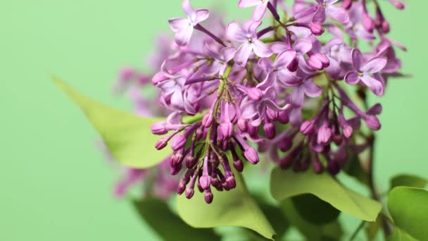 Tempo-lapso de lilases roxos florescendo no fundo verde — Vídeo de Stock