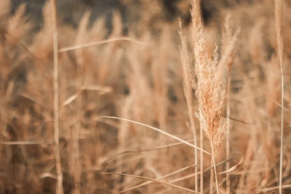 Cortaderia selloana veya pampas otlarının soyut doğal arkaplanı. — Stok fotoğraf