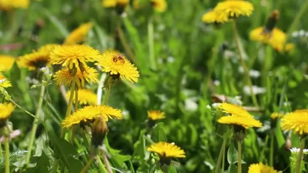 Fantastisk gul maskros blomma i frodigt grönt gräs i vinden på sommaren eller våren. 4k — Stockvideo