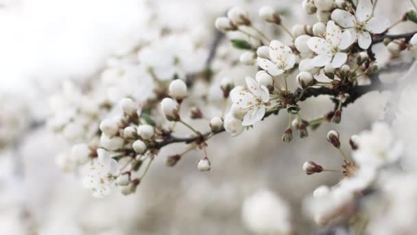 Primo piano di bel fiore di sakura fiore ciliegio in primavera. Astratto sfondo sfocato. — Video Stock