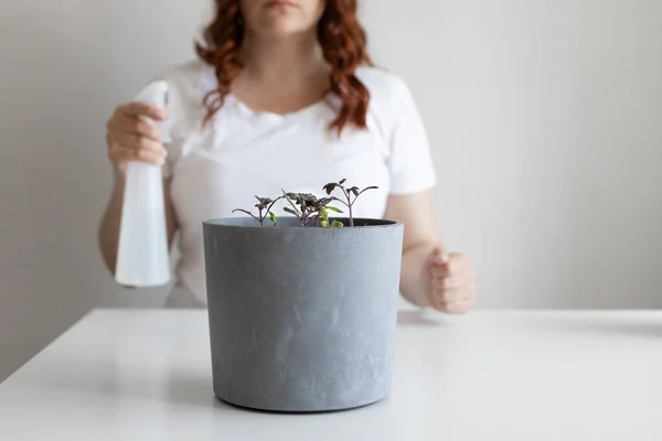 Watering tomato seedlings in gray pot with a spray bottle at home — Fotografia de Stock