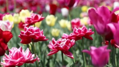 Panoramic landscape of bright beautiful pink and yellow tulips in spring in the garden in April