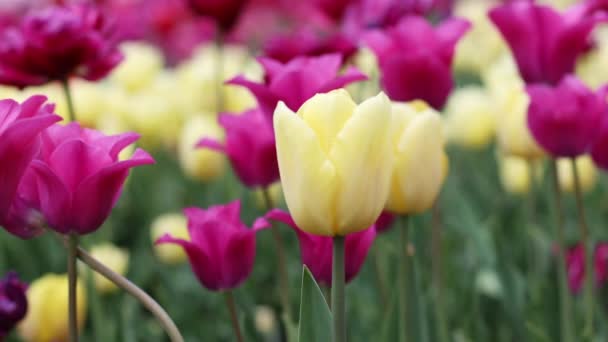 Beaucoup de belles tulipes de couleur rose jaune sur fond clair dans le jardin. — Video