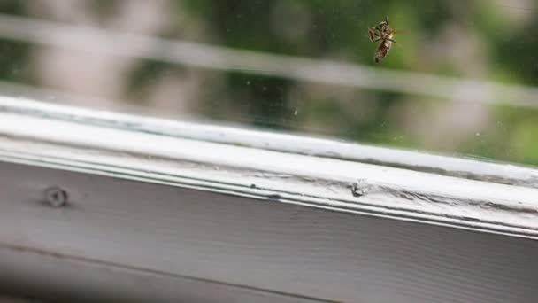 春天的一个阳光灿烂的日子，蜜蜂被困在窗后 — 图库视频影像