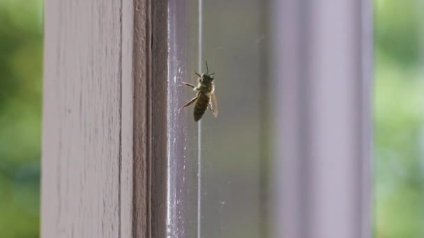 European honey bee in home flying, crawling near window — Stok video